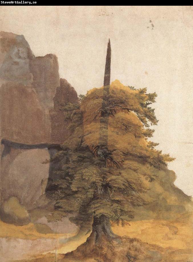 Albrecht Durer A Tree in a Quarry